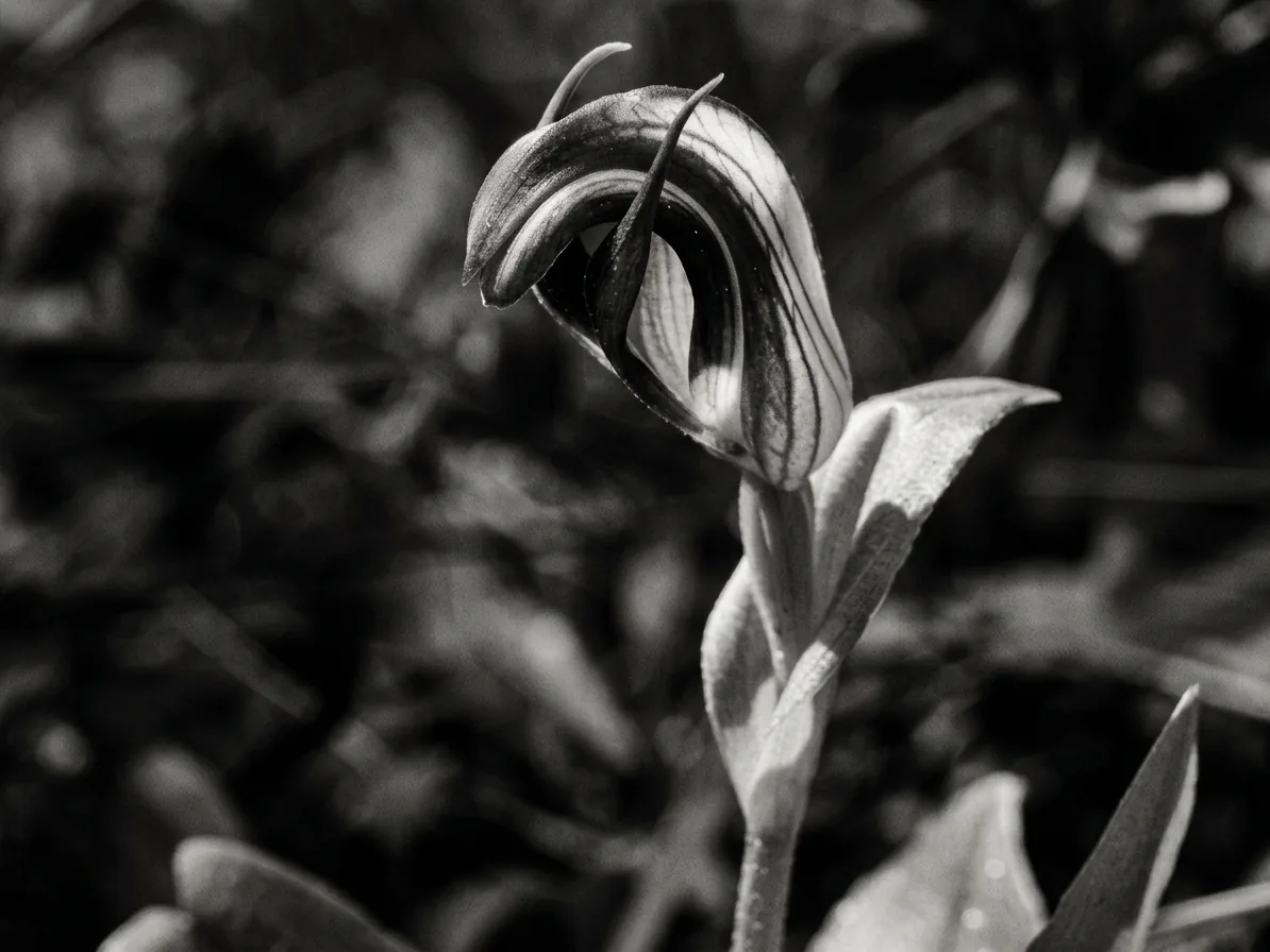 Close-up of a Leafy Greenhood Orchid