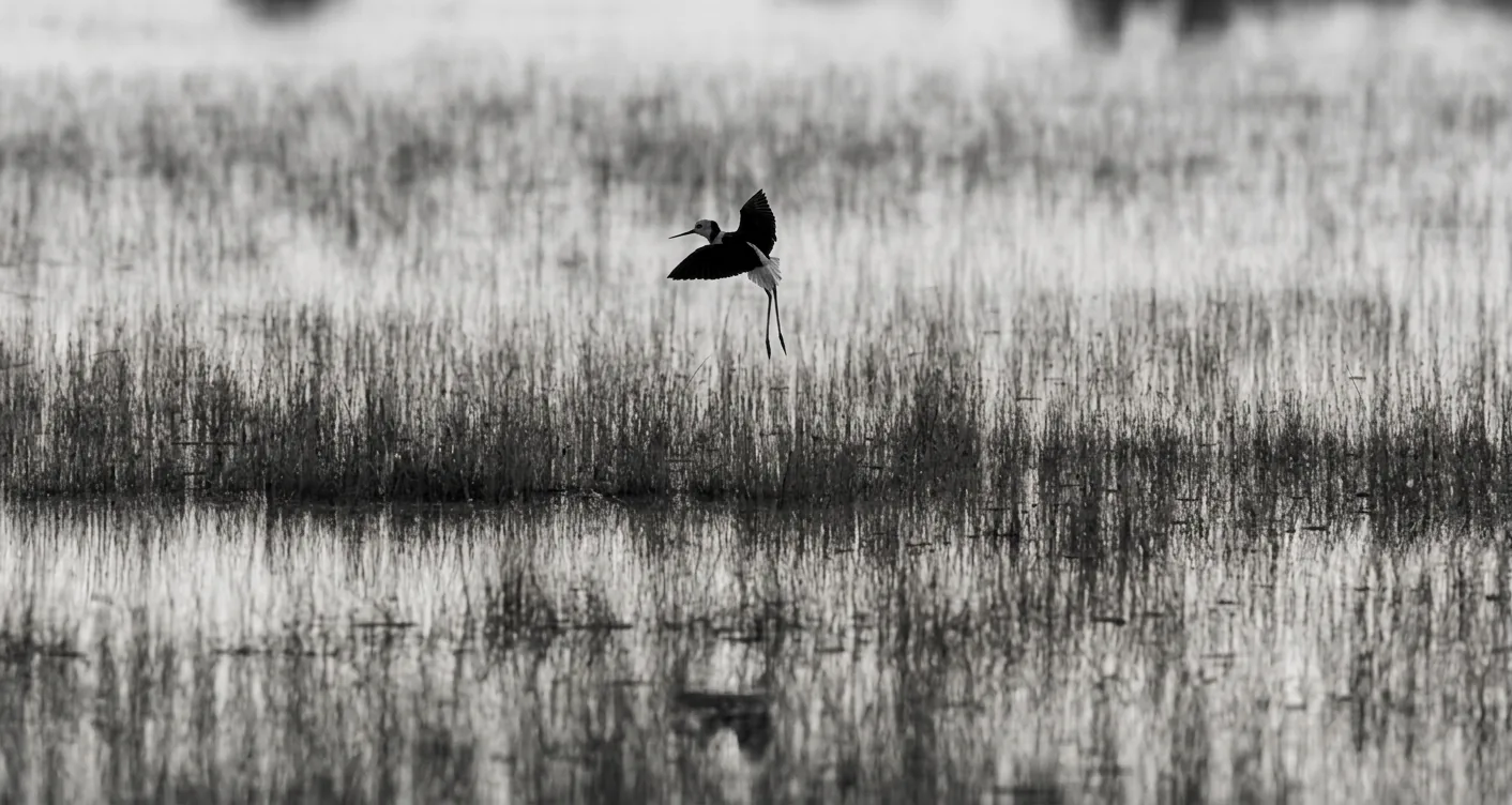 Black-winged stilt in flight over wetland reeds at Nil Desperandum Reserve